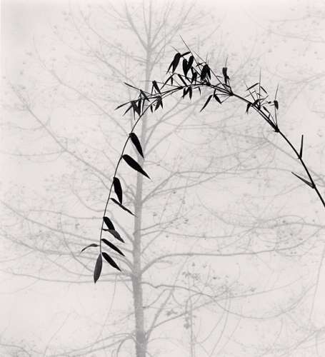 Bamboo tree, Qingkou village, Yunnan, China. (c) Michael Kenna, 2013.