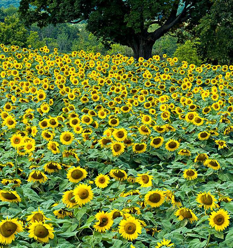 Sunflowers - (c) Michael Reichmann