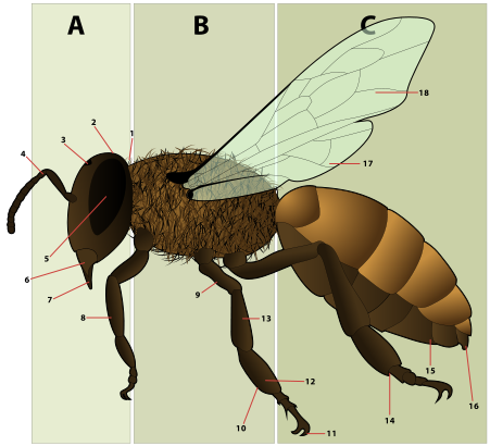 Figure 6: diagram of the morphology of a female bee