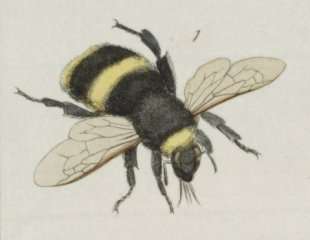 Figure 5: an 18th century painting of a bee