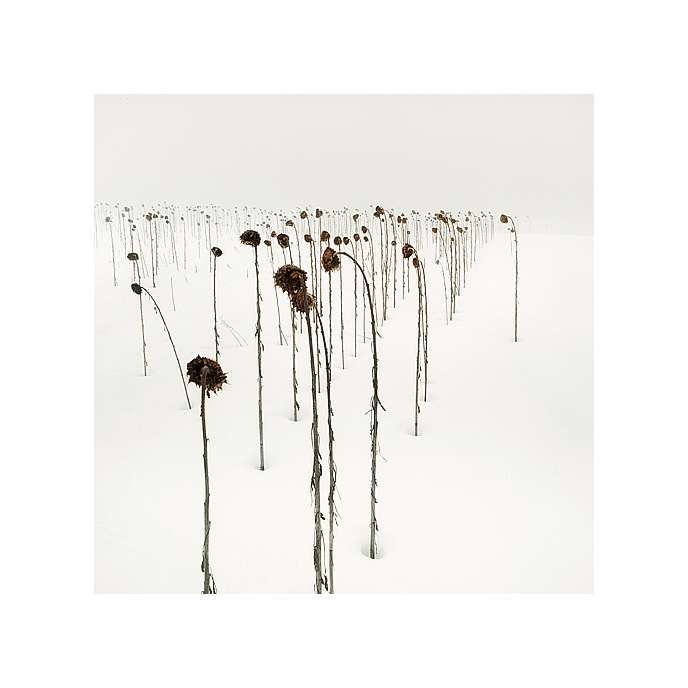 purity_SQ_30