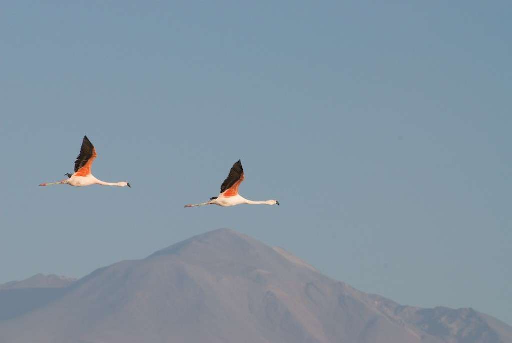 Flamingoes flying in the Chilean sky