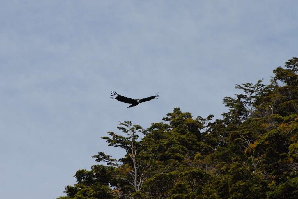 A condor flies over photographers in Souther Chile
