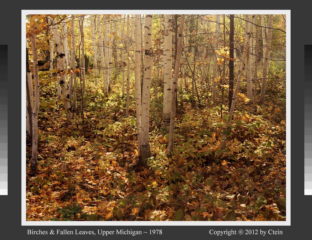 Birches and fallen leaves (c) Ctein