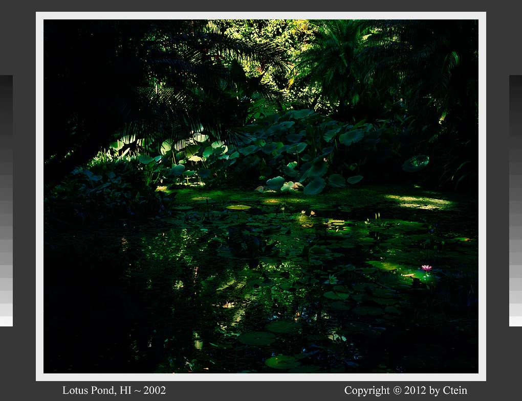 Lotus pond (c) Ctein - Dye Transfer