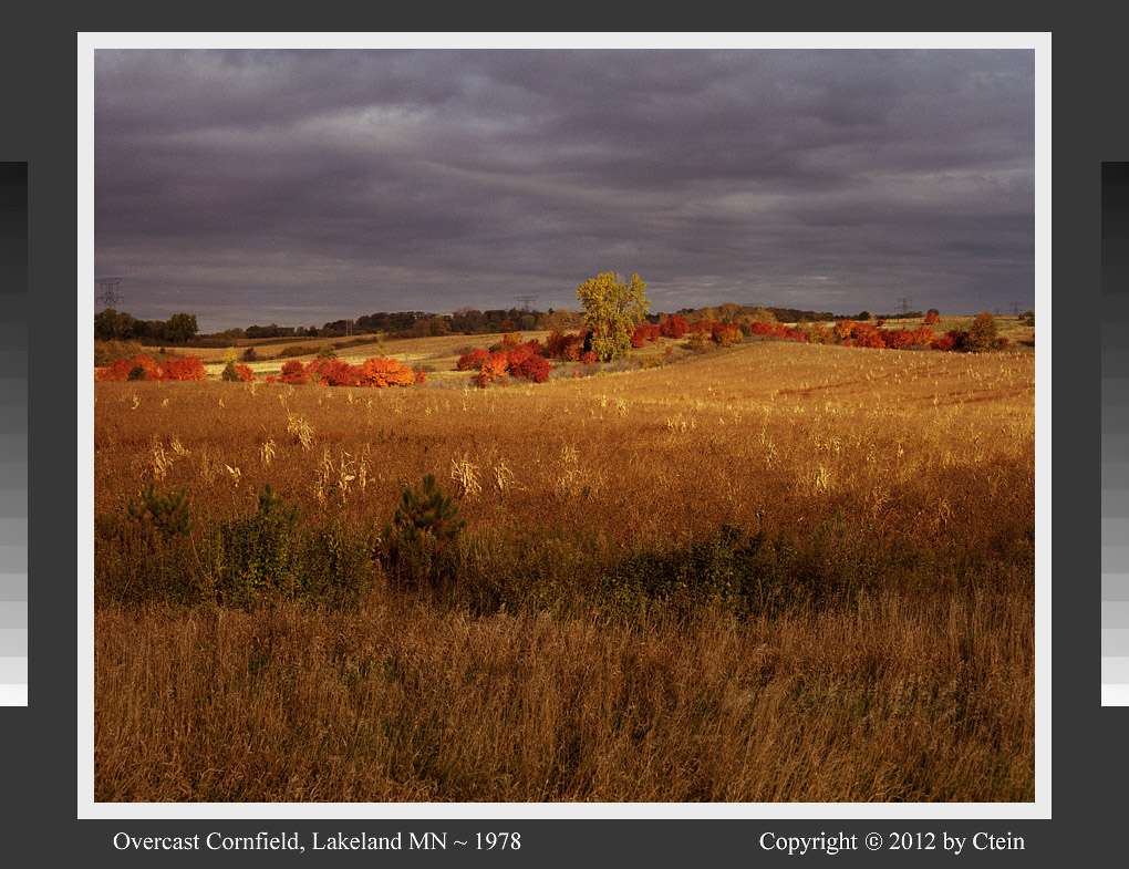 Overcast cornfield (c) Ctein