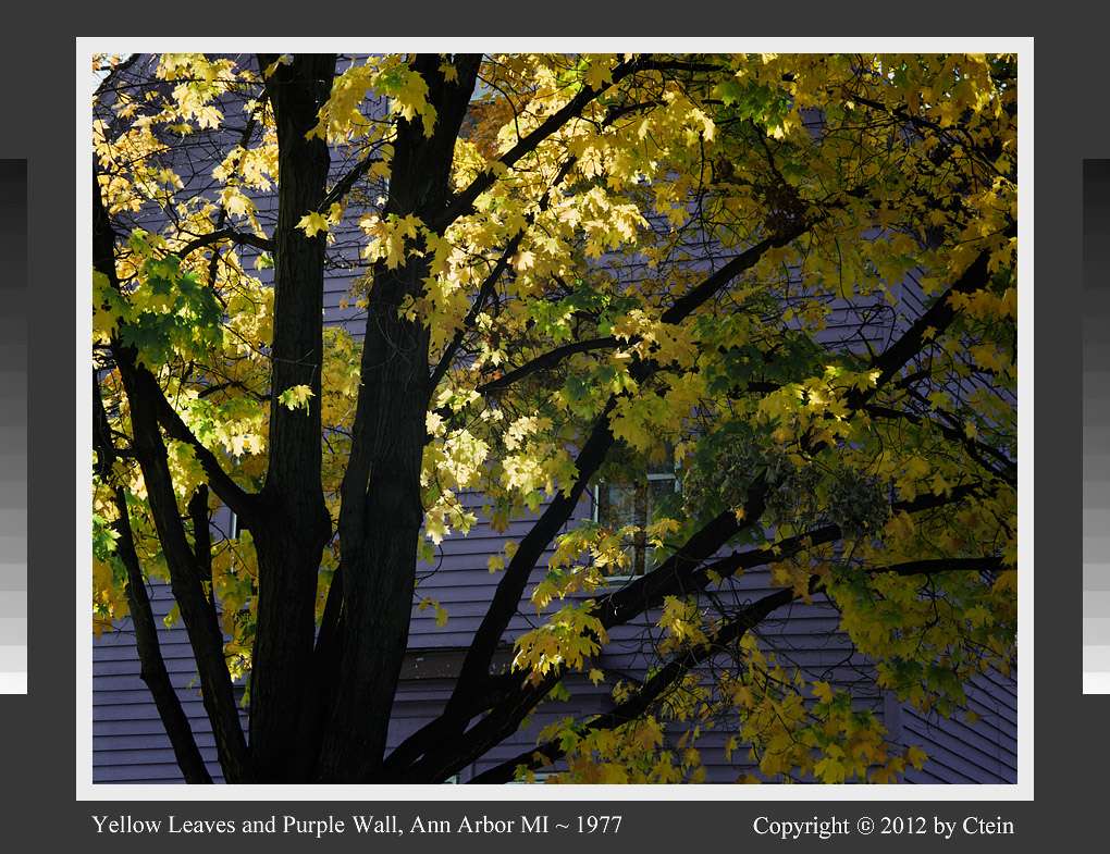 Yellow purple (c) Ctein