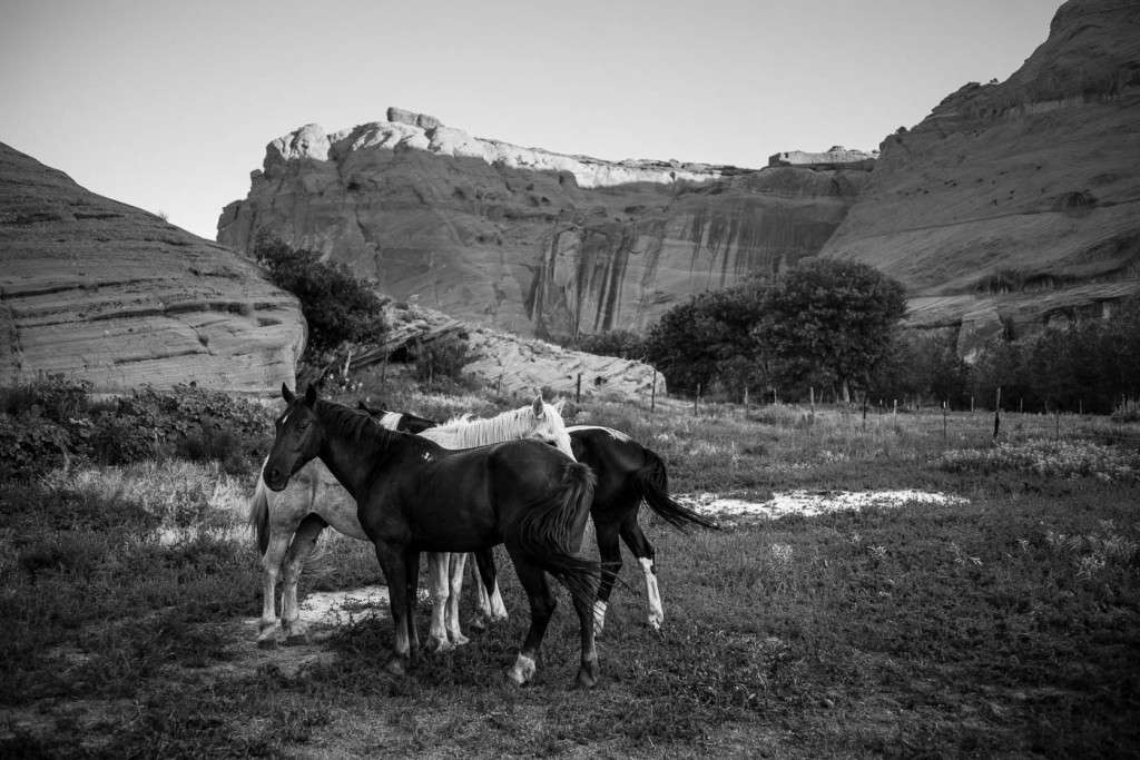 Mustang horses inside a Coral in Canyon de Chelly at dawn