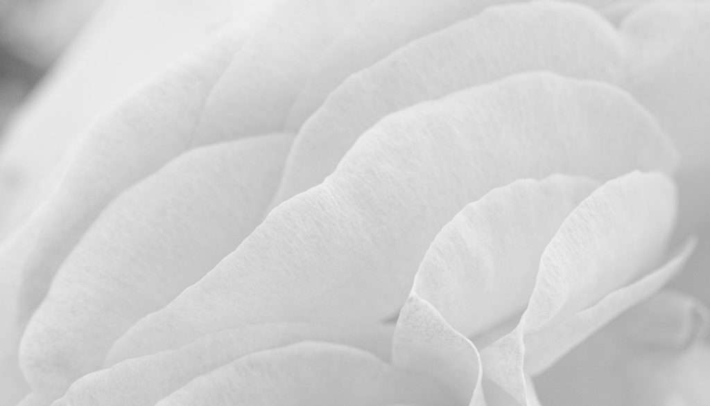Rose-OTUS28-100